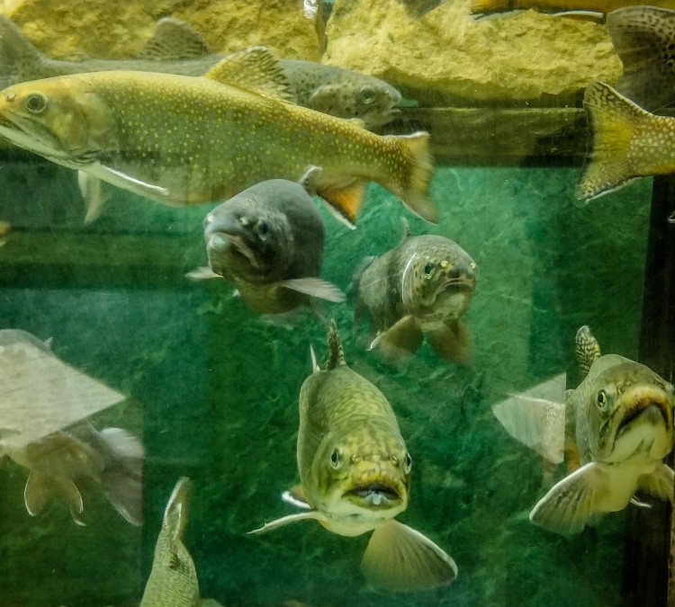 Guttenberg Fish Hatchery (Guttenberg,&nbspIA)